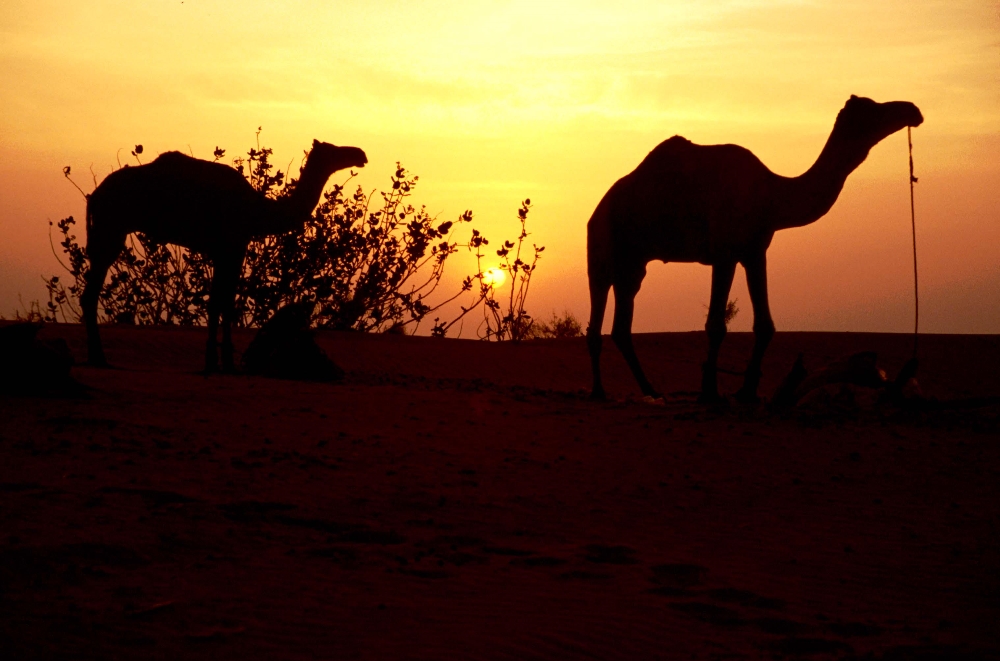 IN6 23 Ind Raj Camels Sunset